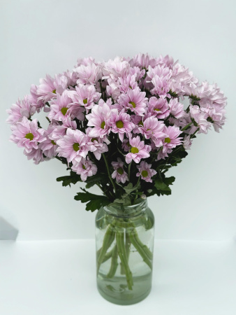 Хризантема "Bacardi" розовая